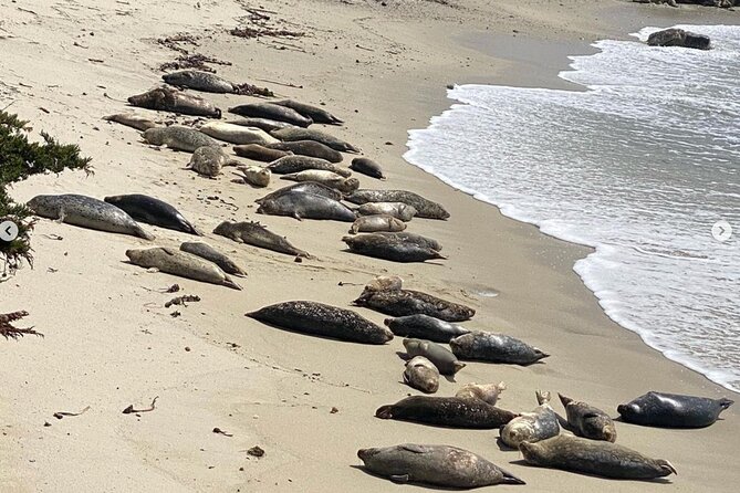 17-Mile Drive Electric Bike Guided Tour - Bird Rock and Seal Rock Creek