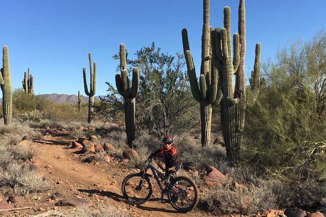 3 Hour Sonoran Desert Private Guided Mountain Bike Tour - Riding beneath the Sonoran Desert cacti
