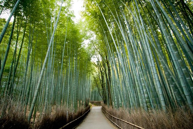 Afternoon Kyoto Bike Tour: Bamboo Forest, Monkeys & Hidden Spots - Five things to know before you book
