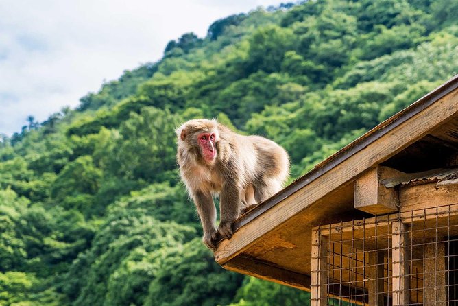 Afternoon Kyoto Bike Tour: Bamboo Forest, Monkeys & Hidden Spots - Why cycling works so well in Arashiyama