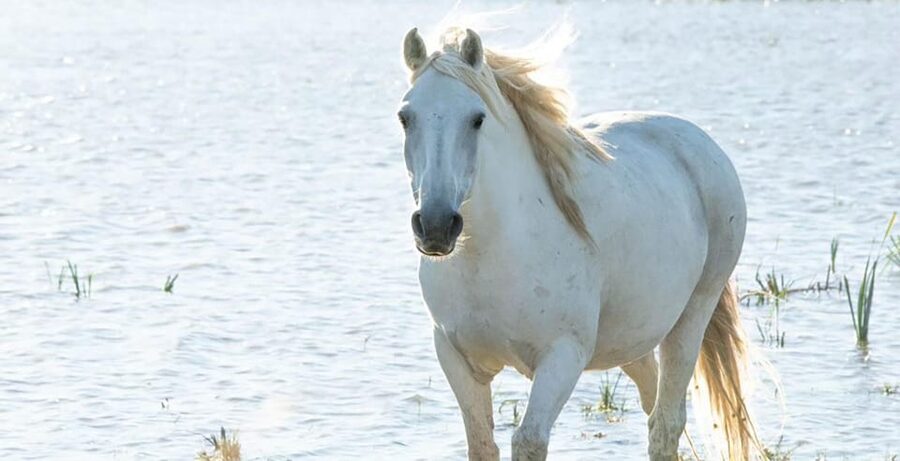 Aigues Mortes: safari en vélo - Ebike tour in Camargue - Is $64 good value?