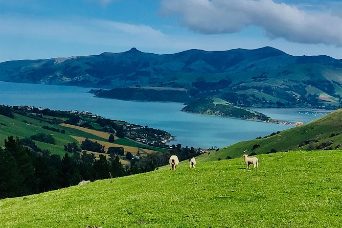 Akaroa Explorer- Guided Electric Bike Tour in Akaroa - Climbing toward summits and the crater rim