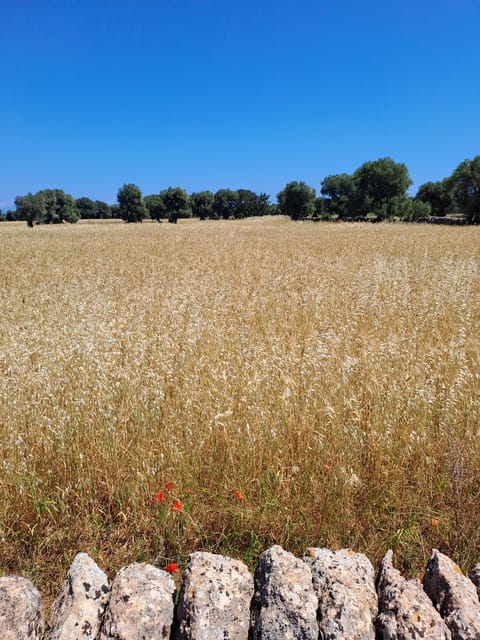 Alberobello: e-bike tour and orecchiette class - The essential points at a glance