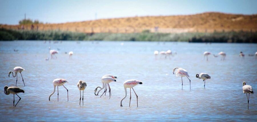 Albufeira: E-Bike tour of Nature Trails and Tradition - What the guides add to the route
