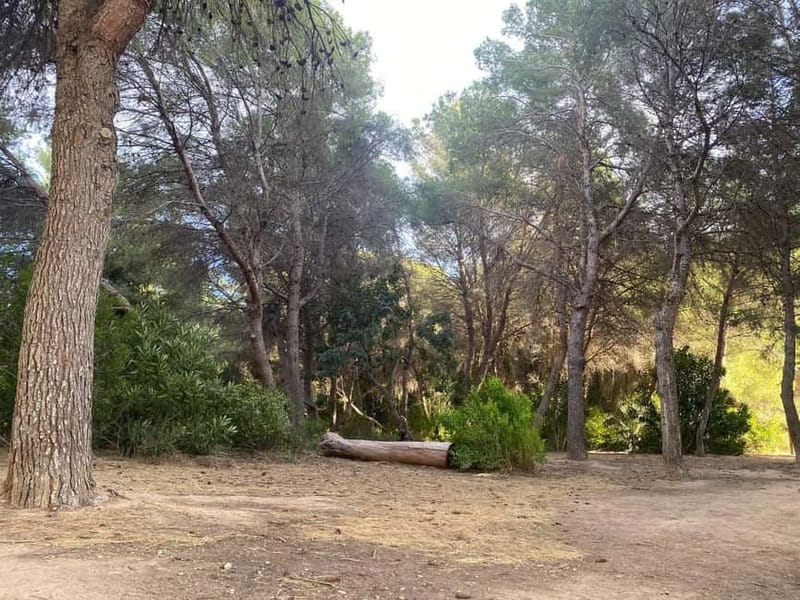 Albufera Bike Adventure: Wetlands, Beaches & Biodiversity - Birdlife at Racó de l’Olla