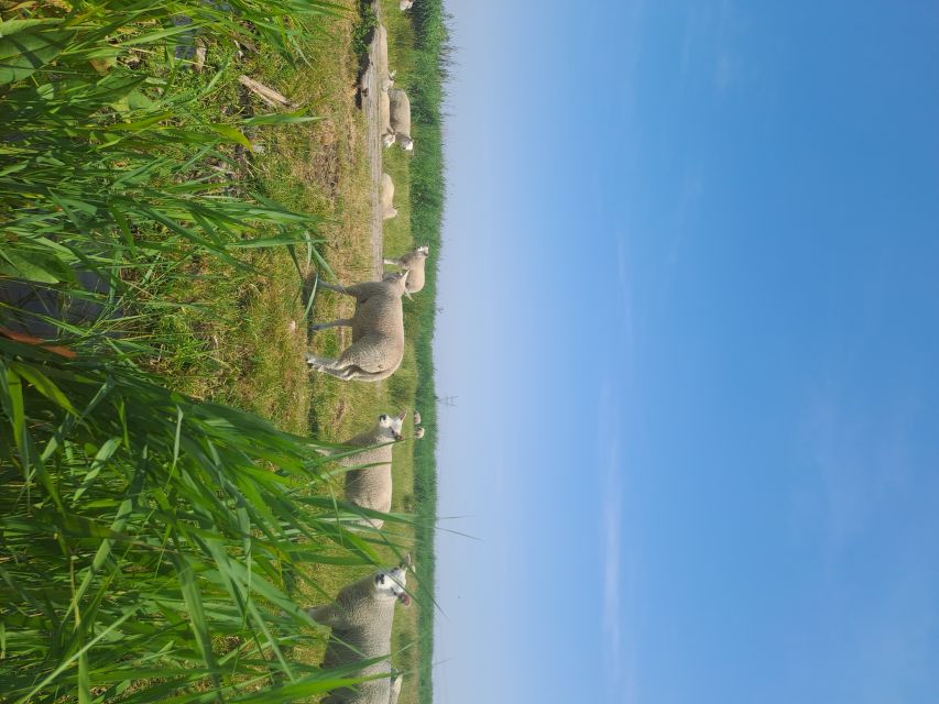 Amsterdam: Countryside Bike and Kayak Guided Tour - Who will enjoy this tour most