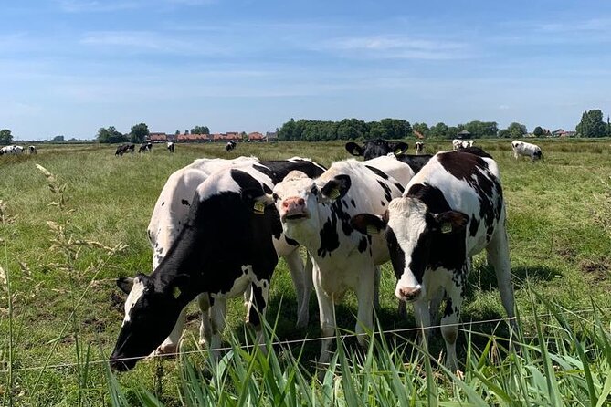 Amsterdam Countryside Bike and Kayak Tour - Is $83.48 a fair price?