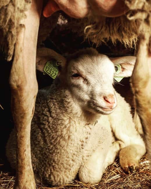 Amsterdam: E-Bike, Cheese, Windmill & Countryside Tour - Meeting cows, sheep, and young lambs at the farm