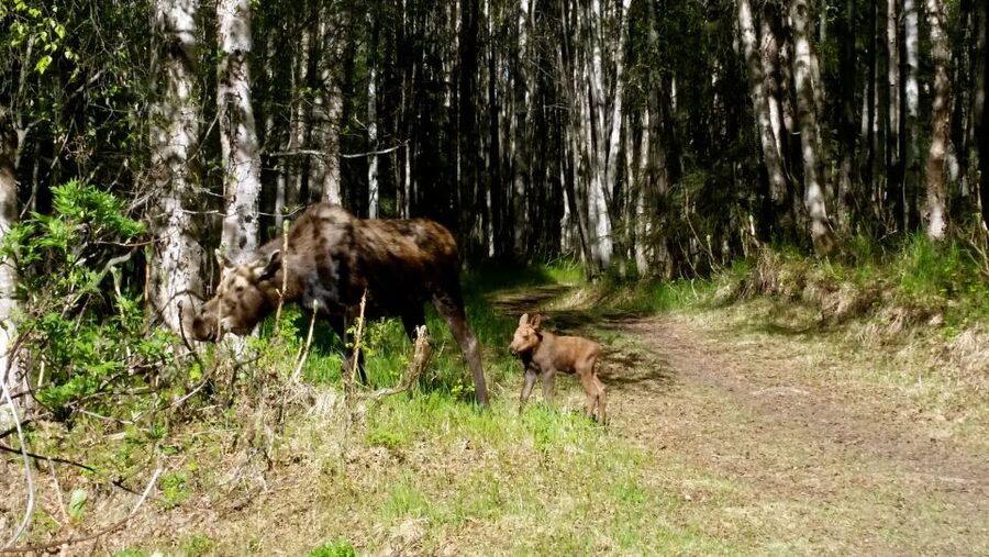 Anchorage: Coastal Trail 3-Hour City Bike Tour - Why this bike ride works well in Anchorage