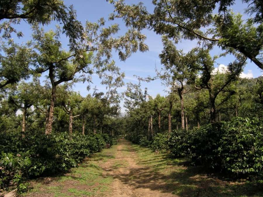 Antigua Sip 'n Cycle Half-Day Bike Ride and Coffee Tour - Starting beside Antigua’s Central Park