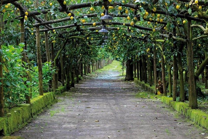 Backroads & Limoncello Experience: Sorrento E-Bike Tour - Agriturismo Il Convento and the lemon tasting