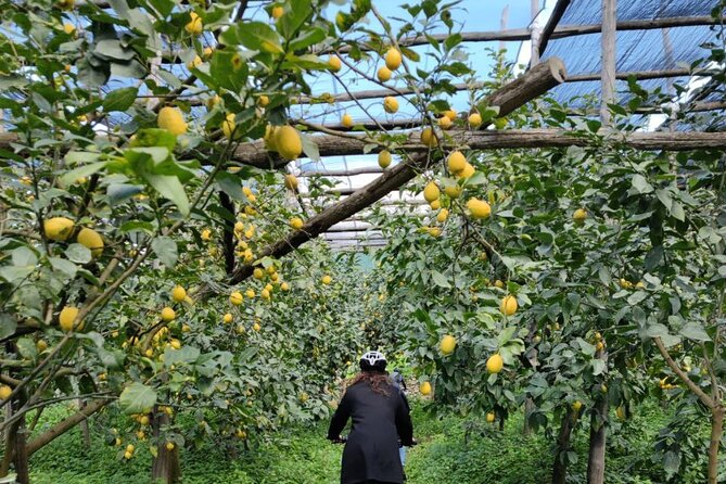 Backroads & Limoncello Experience: Sorrento E-Bike Tour - Who will enjoy this most