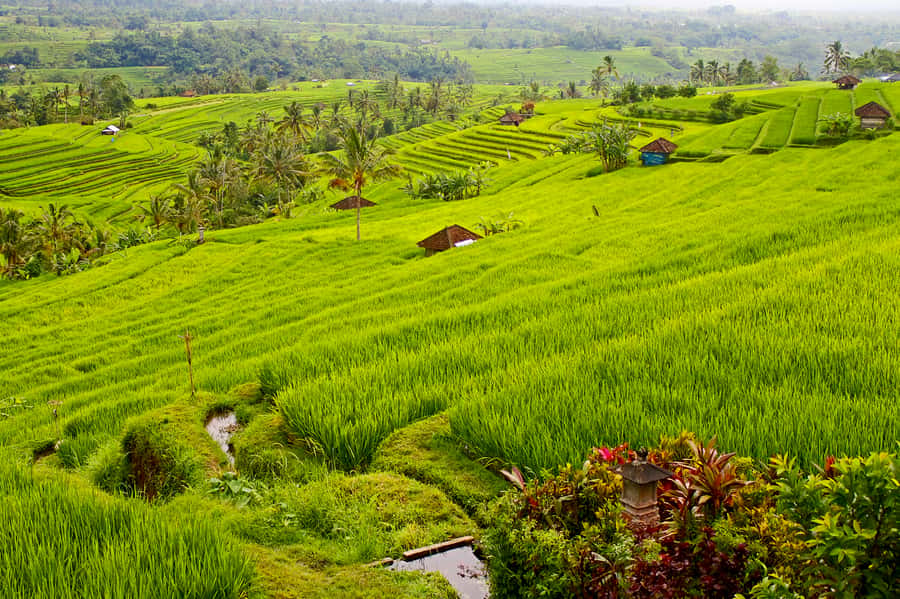 Bali: Jatiluwih Rice Terraces 1 Hour Electric Bike Tour - Why Jatiluwih is worth seeing by bike
