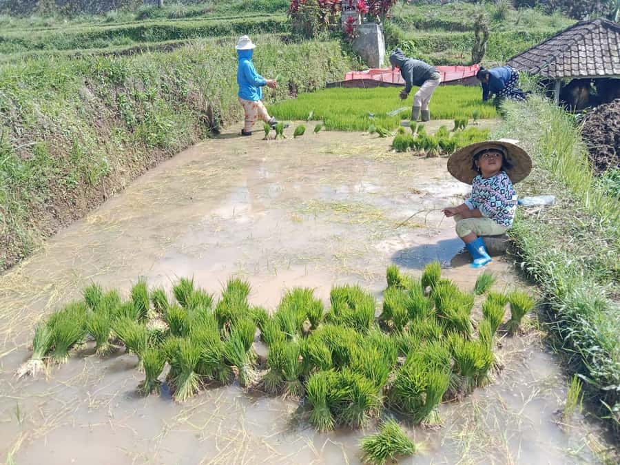 Bali: Jatiluwih Rice Terraces 1 Hour Electric Bike Tour - What to bring and how to prepare