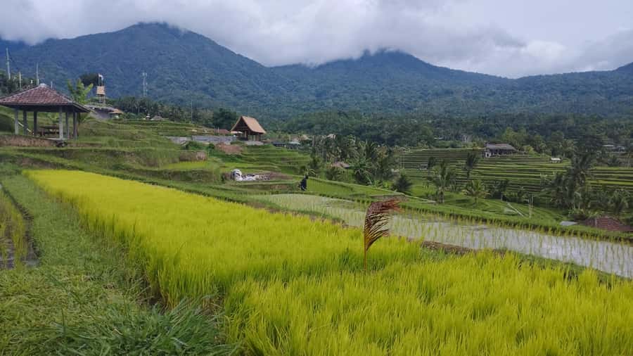 Bali: Jatiluwih Rice Terraces 1 Hour Electric Bike Tour - Meeting Green Bikes Bali in central Jatiluwih