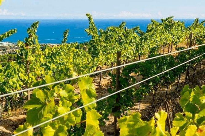 Barcelona eBike Beach Private Tour to Vineyards & Picnic - Price, equipment, and the question of value