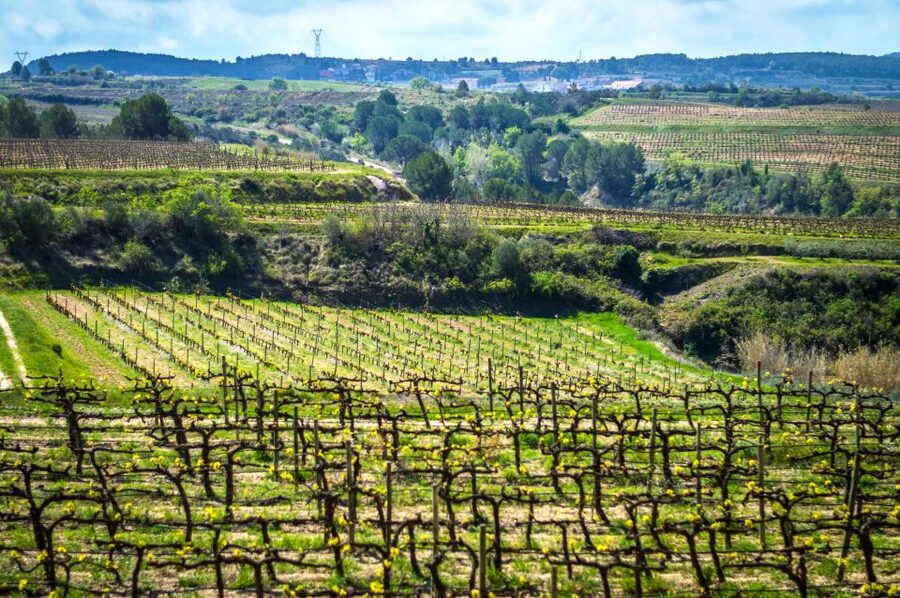 Barcelona: Guided Half-Day Wine and Electric Bike Tour - Entering a traditional ecological family winery
