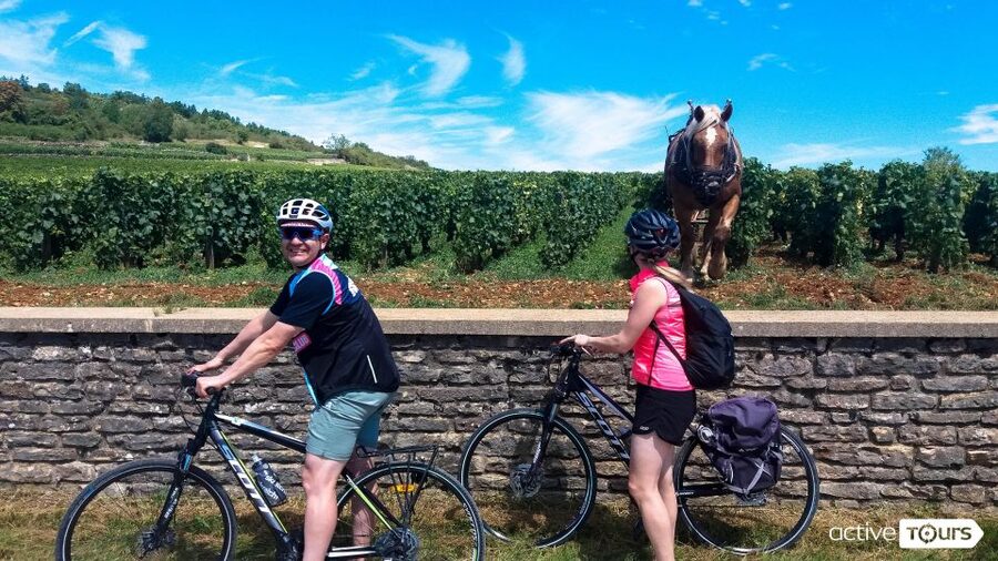 Beaune: Winery Tour by Bike with Wine Tasting - Volnay and the lesson behind the label