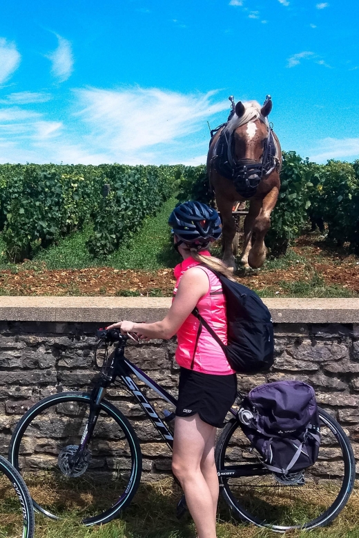 Beaune: Winery Tour by Bike with Wine Tasting - Practical tips for a better outing