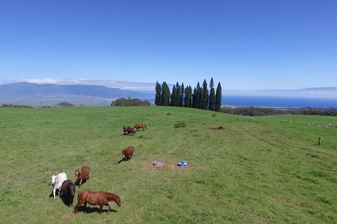 Best Haleakala Downhill Self-Guided Bike Tour with Maui Sunriders - What the best guide support adds