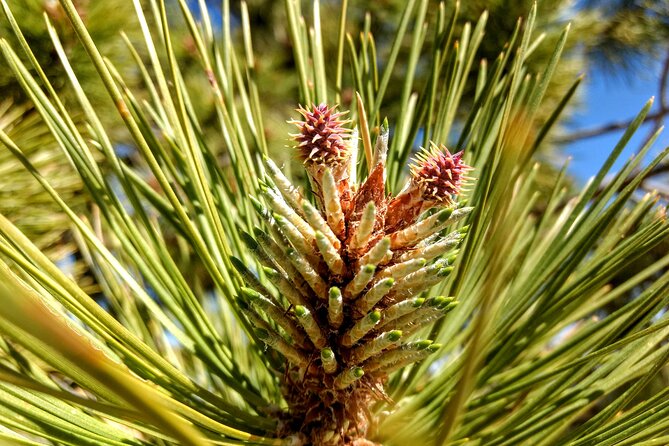Bryce Canyon E-bike Tour - Wildlife, trees, and the small details