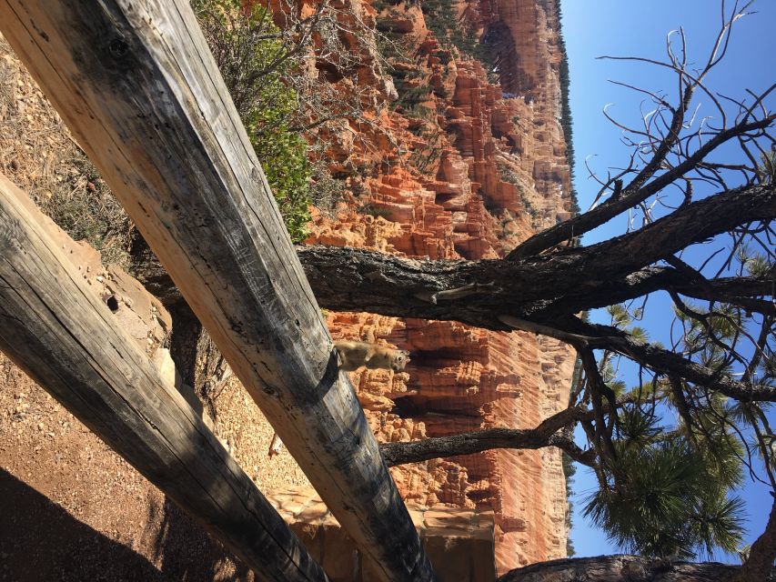 Bryce Canyon National Park: Guided E-Bike Tour - Riding through the high-desert forest