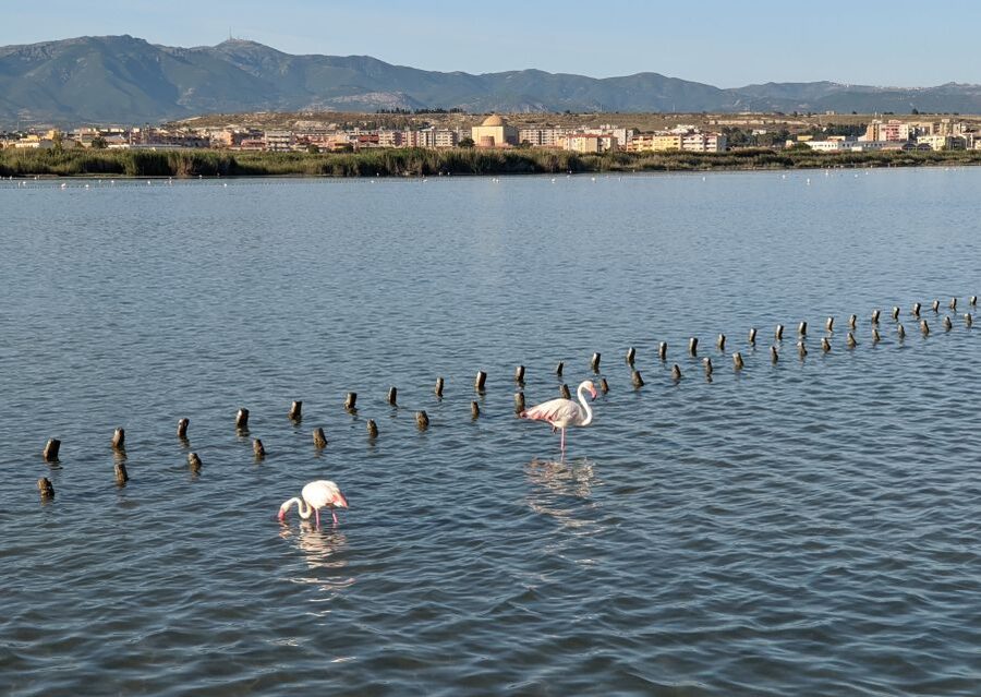 Cagliari E-Bike Tour: Canals & Flamingos at Molentargius - FAQ