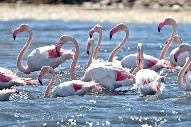 Cagliari E-Bike Tour: Gulf, Canals & Flamingos at Molentargius - Key points to know before booking