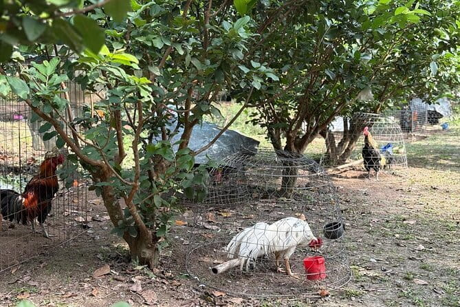 Can Tho Countryside Bike Tour with Fruit Garden Visit - From cacao pod to chocolate at Muoi Cuong Farm