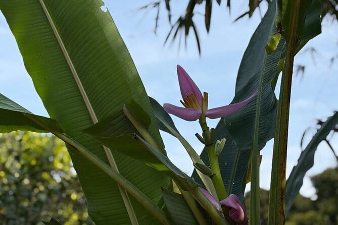 Can Tho Countryside Bike Tour with Fruit Garden Visit - Starting at Vincom Plaza Xuân Khánh