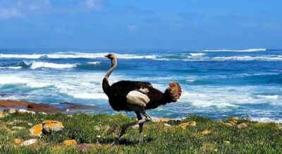 E-Bike Cape Peninsula Tour