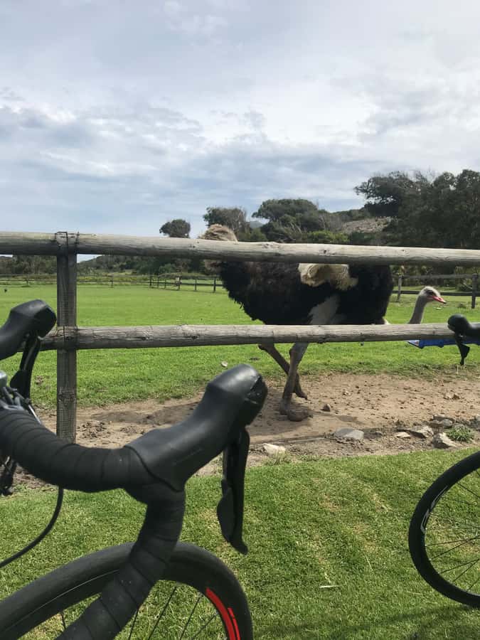Cape Town: Peninsula Road Bike Tour - Guide quality is the strongest part of the experience