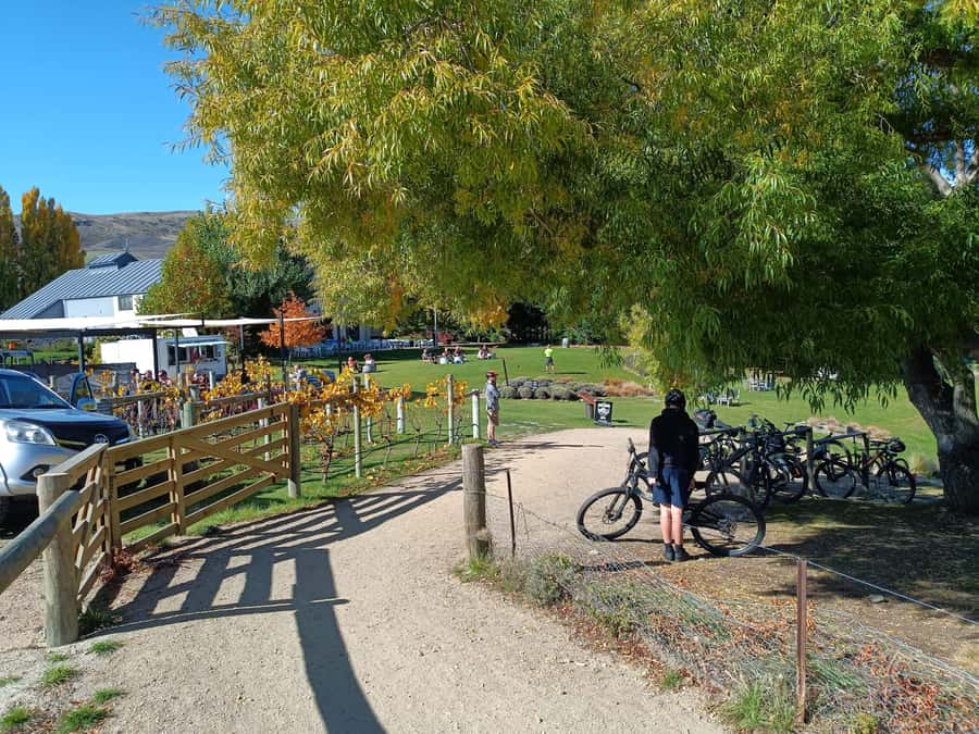 Cromwell: Lake Dunstan Trail Bike Rental and Luxury Shuttle - Is $107 good value?
