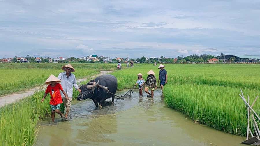 Cycling, Water Buffalo Riding, Traditional Farming Life - Key Things to Know Before You Go
