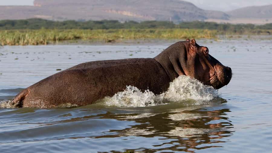 Day Trip: Hell's Gate Bike Ride & Lake Naivasha Boat Ride - Key Things to Know Before You Go