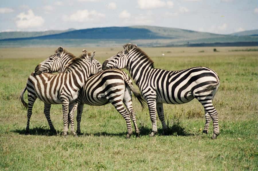 Day Trip: Hell's Gate Bike Ride & Lake Naivasha Boat Ride - Nairobi Pickup and the Long Road to the Rift Valley