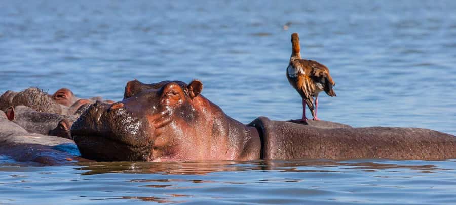 Day Trip: Hell's Gate Bike Ride & Lake Naivasha Boat Ride - Lunch Near the Park, With a Price Check