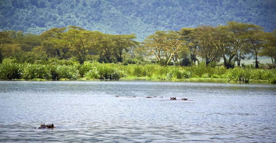 Day Trip: Hell's Gate Bike Ride & Lake Naivasha Boat Ride - Guides, Group Size, and the Return to Nairobi