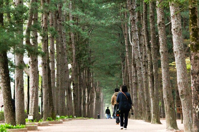 Day Trip to Nami Island with Rail bike and The Garden of Morning Calm - Why this Seoul day trip works