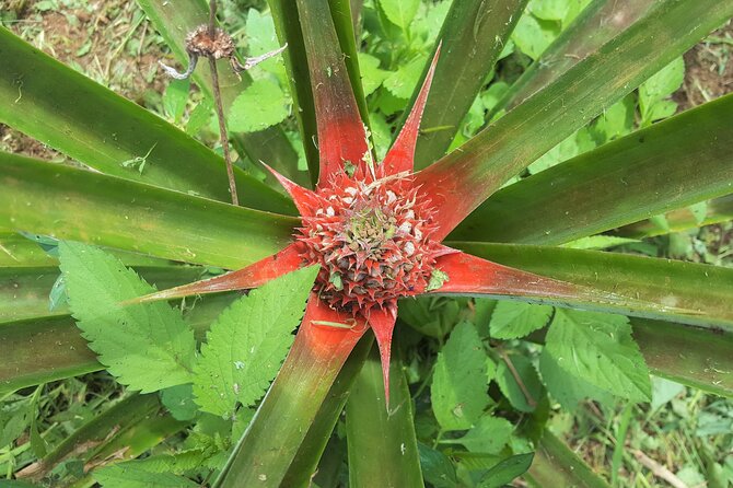 'Discover' Rarotonga Cycling Tour with Lunch - Lunch, local food, and a beach finish