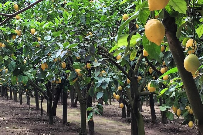 E-Bike Food and Wine Tour in the Sorrento Peninsula - The family welcome is part of the appeal