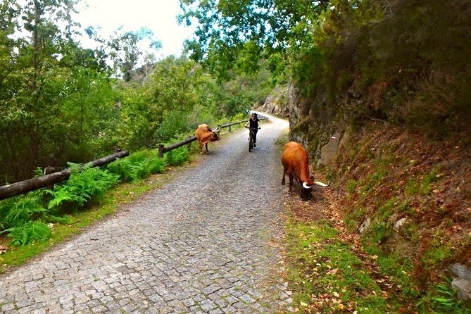 E-Bike Tour - Four hours on two wheels in Peneda-Gerês