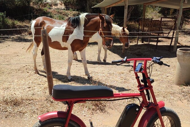 E-Bike Tour in Albufeira - Quinta da Saudade brings horses into the picture