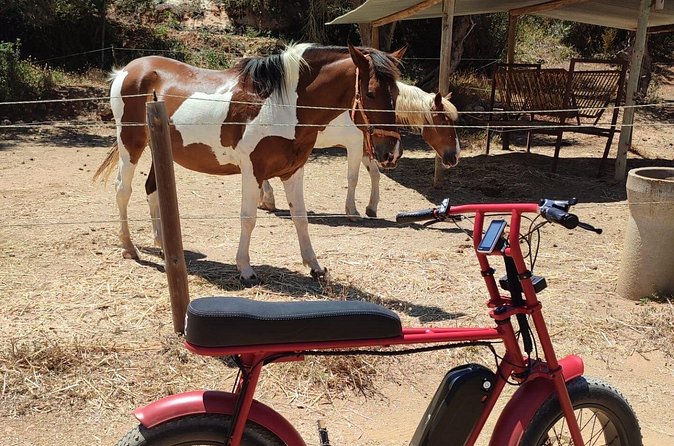 E-Bike Tour in Albufeira - Lagoa dos Salgados is the nature-focused finish