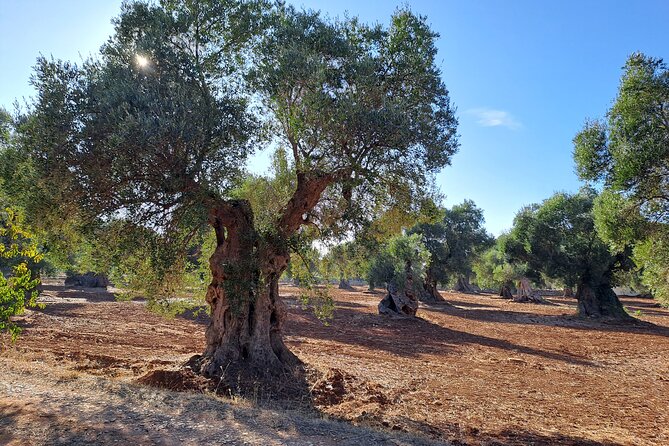 E-bike tour in Ostuni. Oil mill, Dolmen and huge olive trees - Who should book this three-hour experience