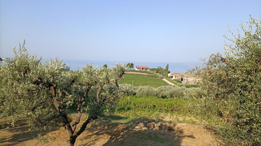 E-Bike Tour with Wine Tasting in the Bardolino area - Riding through vineyards and olive groves