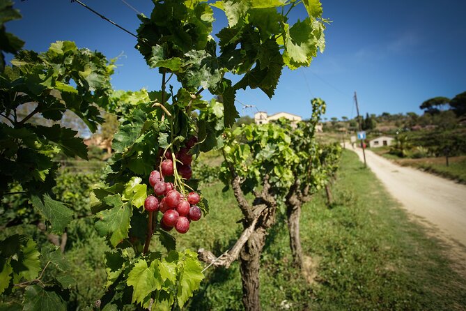 Ebike Tour, Winery, Wine Tasting & Sailing Experience(car option) - What to Bring and How to Prepare