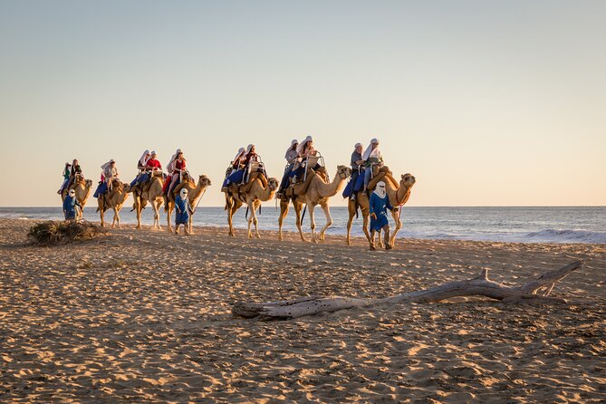 Electric Bike and Beach Camel Ride with Mexican Buffet Lunch - From Cabo hotels to Tierra Sagrada