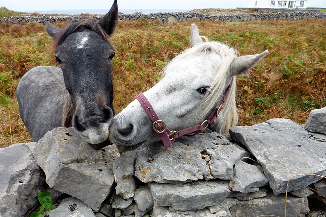 Electric biking on Inishmore island. Aran island. Self-guided. Full day. - Dun Aonghasa and the ancient stone sites