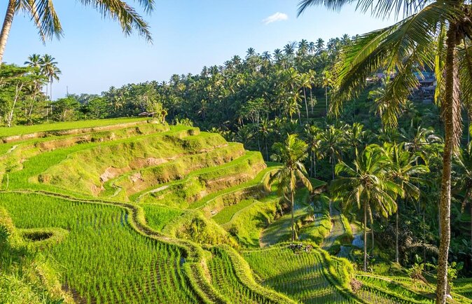 Electric Cycling Tour of Ubud with Free Hotel Transfer and Lunch - Quick reasons to consider this Ubud ride